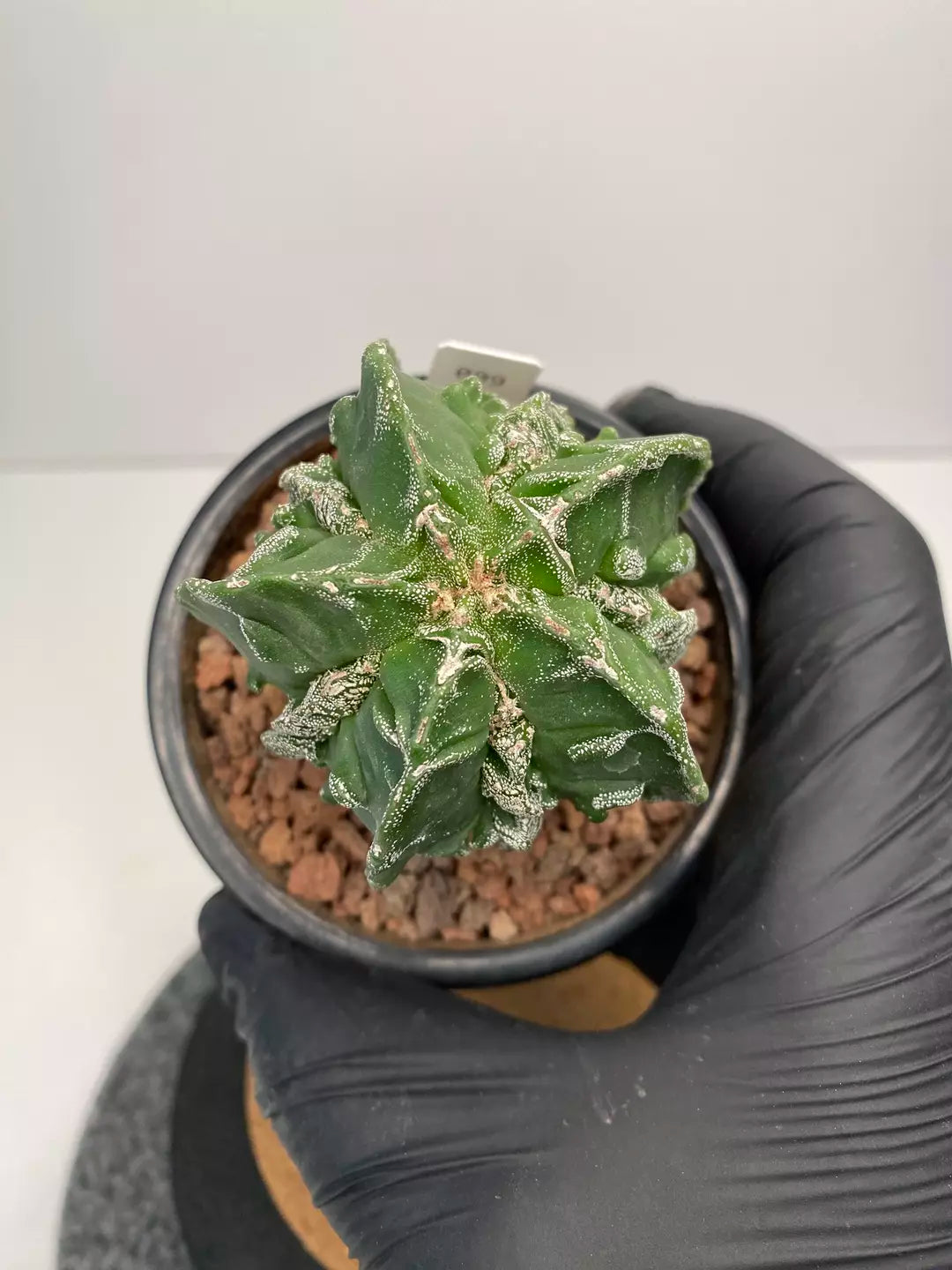 Astrophytum myriostigma cv. fukuryu #009