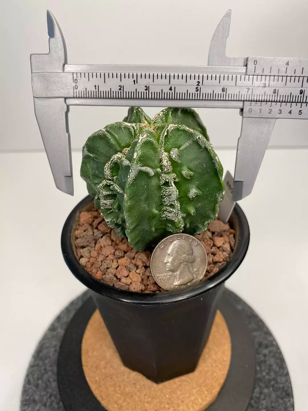 Astrophytum myriostigma cv. fukuryu #009