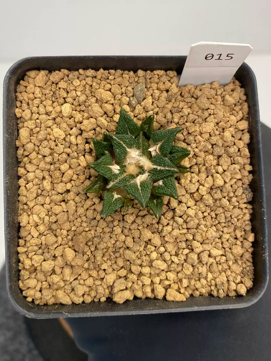 Ariocarpus kotschoubeyanus var. elephantidens “ooibo” #015