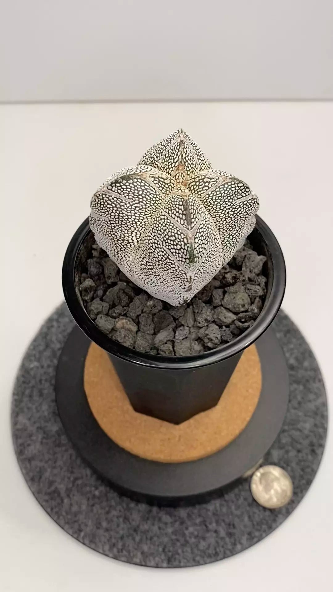 Astrophytum myriostigma cv. Onzuka #002