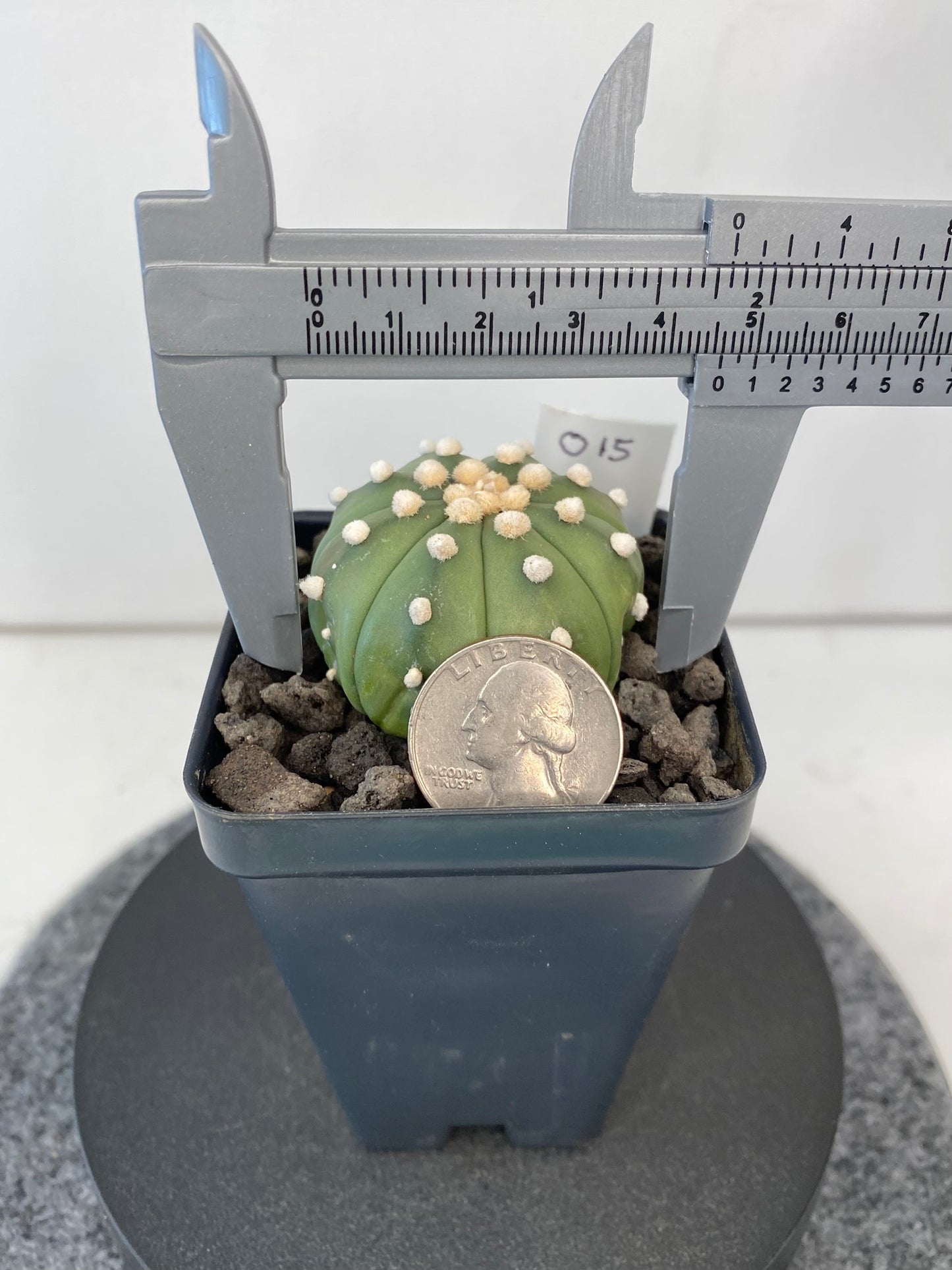 Astrophytum Asterias ‘Nudum’ "015"